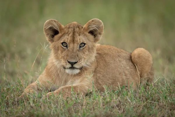 ライオンの赤ちゃんは草の目のカメラにある — ストック写真