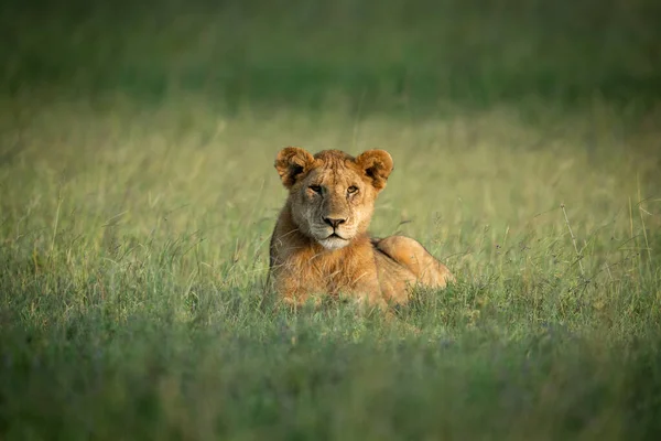 Lion cub se trouve dans l'herbe face à la caméra — Photo