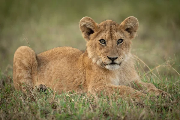 ライオンの赤ちゃんは草の監視カメラに横たわっている — ストック写真