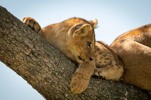 Löwenjunges liegt im Baum und blickt zurück — Stockfoto