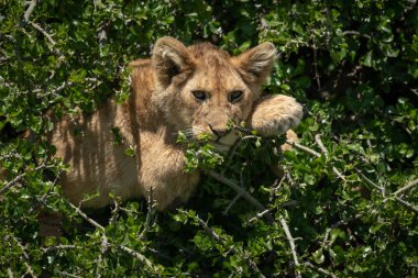 Aslan yavrusu ağaçlarda uzanıyor.