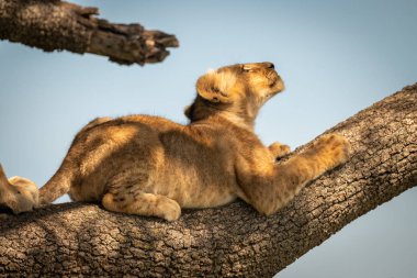 Aslan yavrusu daldan yukarı bakıyor.