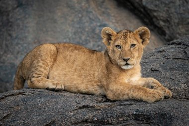 Aslan yavrusu kayalara bakan kamerada yatıyor.