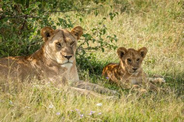 Aslan yavrusu annesinin yanında yatıyor.
