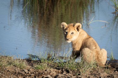 Nehir kıyısındaki aslan yavrusu kameraya dönüyor