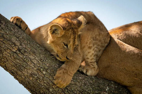 Filhote de leão jaz na árvore olhando para baixo — Fotografia de Stock