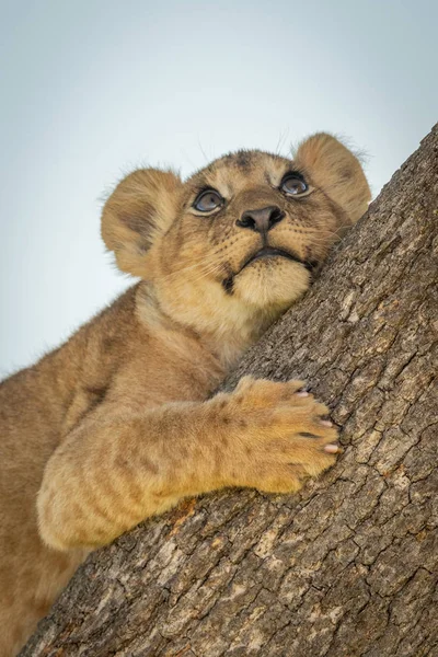 Lion cub mensonges levant les yeux du tronc — Photo