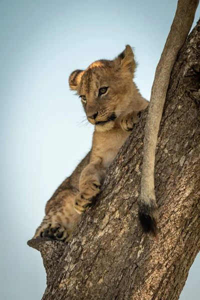 Filhote de leão encontra-se olhando para fora do tronco — Fotografia de Stock