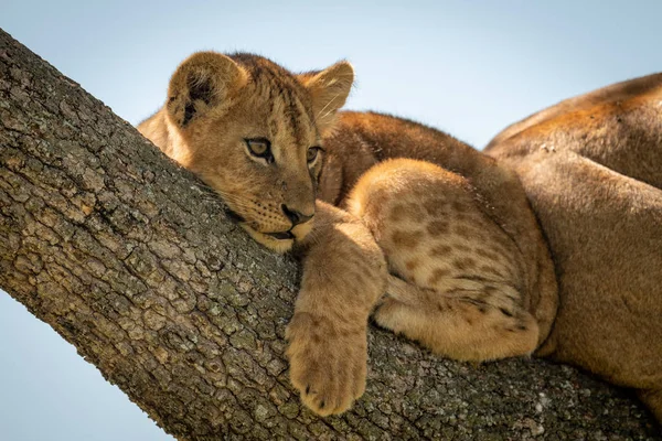 León cachorro miente mirando hacia fuera de árbol — Foto de Stock