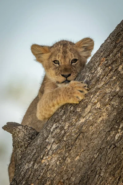 Filhote de leão encontra-se no tronco olhando para baixo — Fotografia de Stock