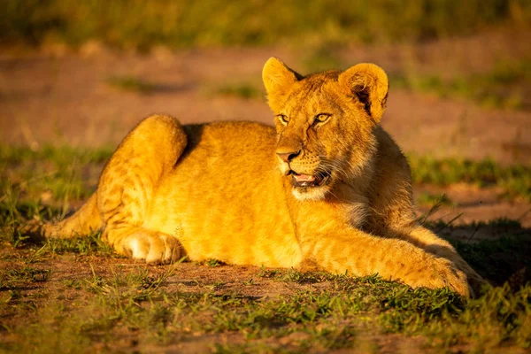O filhote de leão jaz na grama ao amanhecer — Fotografia de Stock
