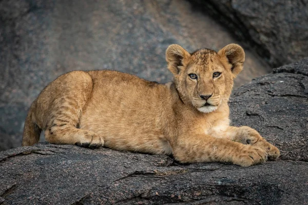 León cachorro mentiras en roca ojo cámara — Foto de Stock