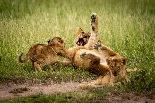 Lion cub lies play fighting with another — Stock Photo, Image