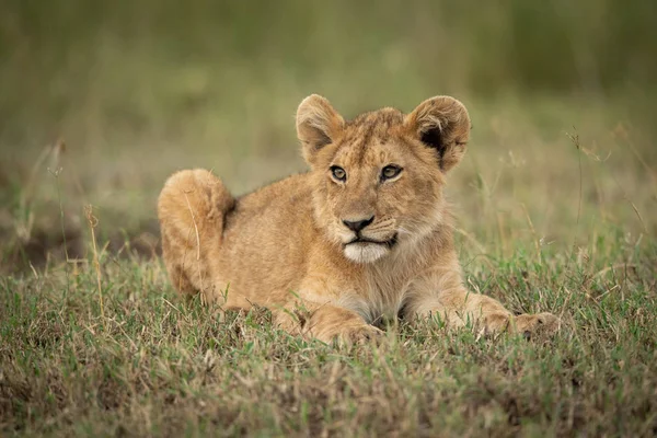 Lion cub lies on grass looking left — 스톡 사진