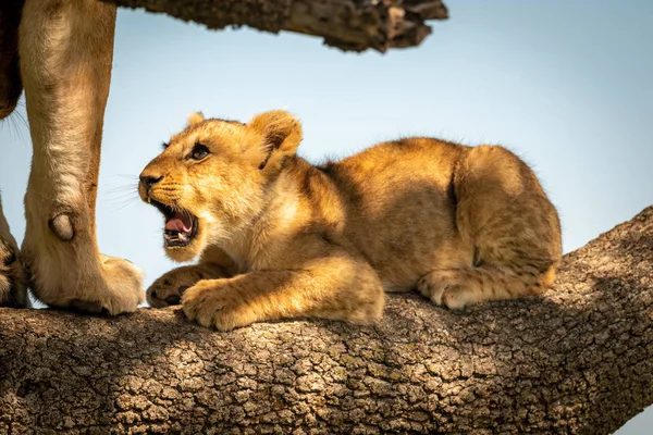 Lew lwiątko leży otwarte usta na gałęzi — Zdjęcie stockowe
