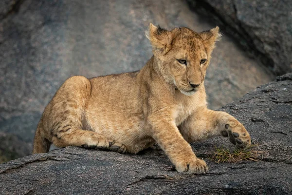 O filhote de leão jaz na pata de elevação de rocha — Fotografia de Stock
