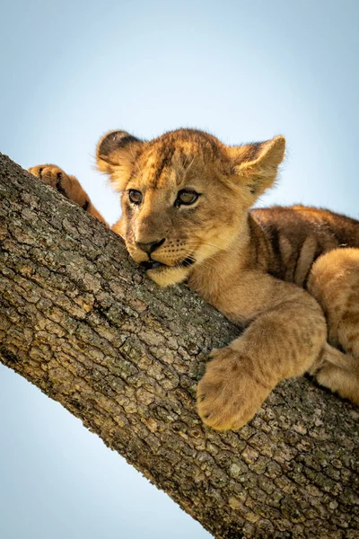 Filhote de leão jaz no tronco olhando para a esquerda — Fotografia de Stock