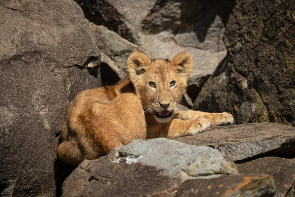Filhote de leão encontra-se em rochas abertura boca — Fotografia de Stock