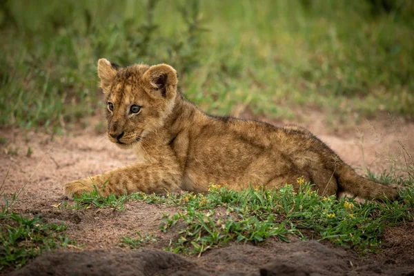 Lion cub lies on sand looking left — 스톡 사진