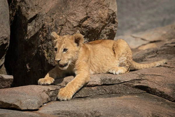 O filhote de leão jaz na rocha inclinada para a frente — Fotografia de Stock