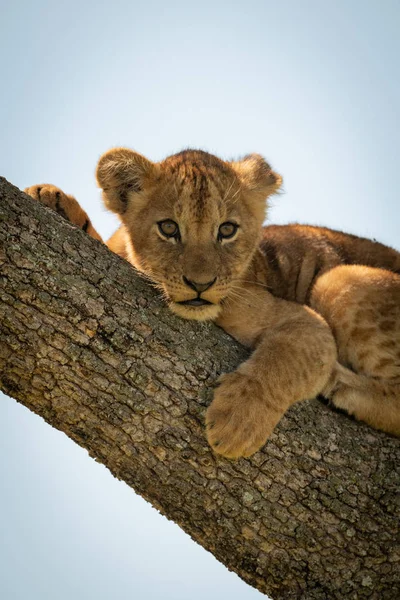 Filhote de leão jaz no tronco olhando para a direita — Fotografia de Stock