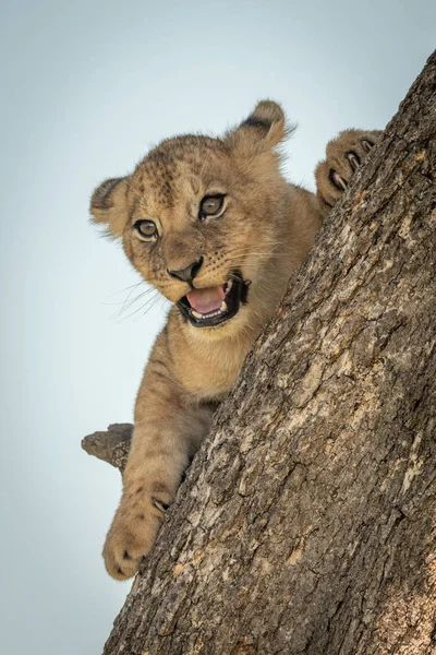 Lion cub lies on trunk opening mouth — 스톡 사진