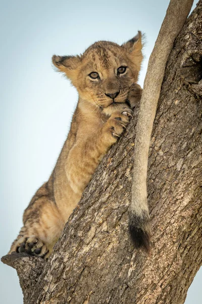 Lion ourson couché regardant vers le bas de l'arbre — Photo