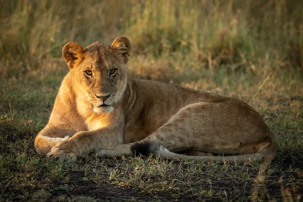 Lion cub lies watching camera on grass — Stock Photo, Image