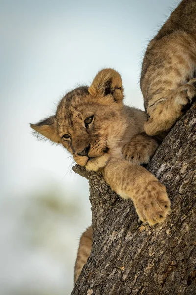 Lion cub looking down from tree trunk — Stock Photo, Image