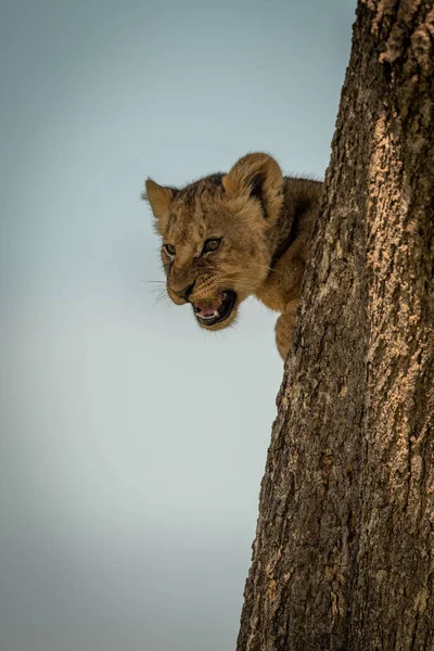 Aslan yavrusu ağaç gövdesinde homurdanıyor. — Stok fotoğraf