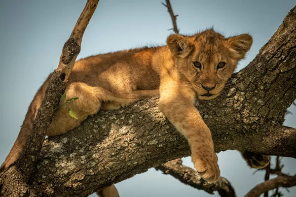 Lion cub lies staring down from branch — 스톡 사진
