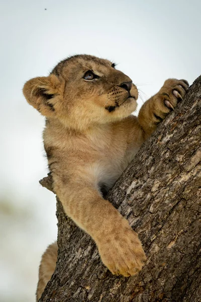 Lion ourson regardant vers le haut grimpe tronc d'arbre — Photo