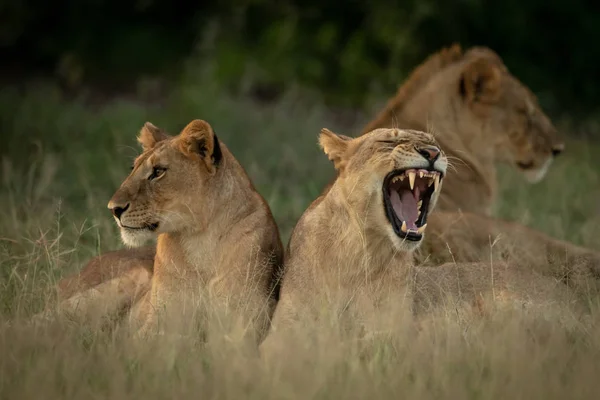 Leone cucciolo giace sbadigliando accanto ad altri due — Foto Stock