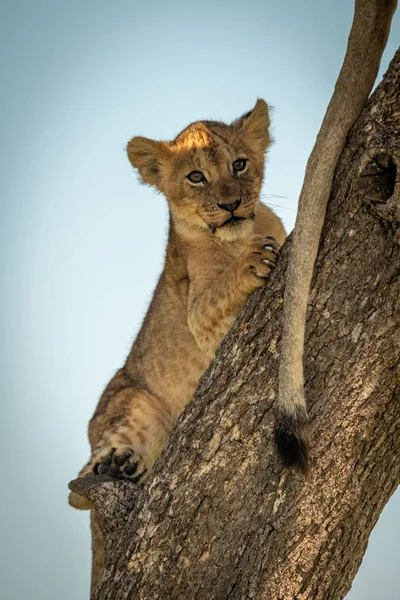 Lion cub lies staring out from tree — Stockfoto