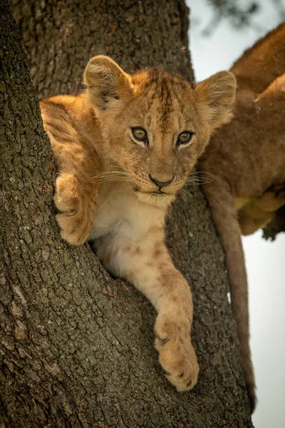 Lion ourson regarde vers le bas de la branche fourchue — Photo