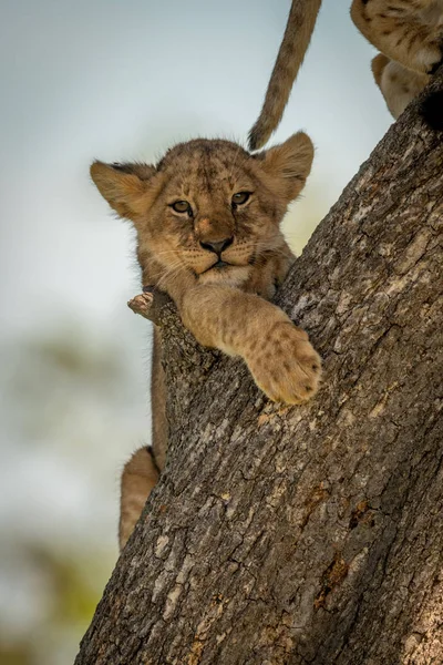 Lion cub looks down from tree trunk — Stock Photo, Image