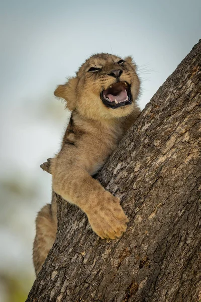 Leone cucciolo sdraiato sbadigliando sul tronco d'albero — Foto Stock