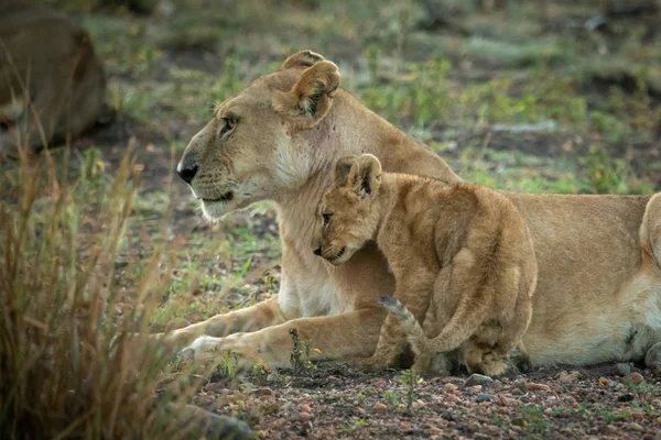狮子宝宝的鼻子让妈妈躺在草地上 — 图库照片
