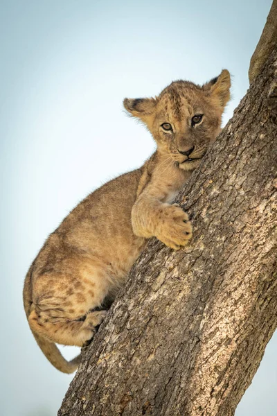 Leeuwenwelp op boomstam naar beneden kijkend — Stockfoto