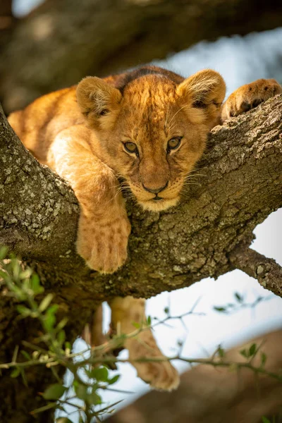 Löwenjunges blickt von flechtenbedecktem Baum herab — Stockfoto