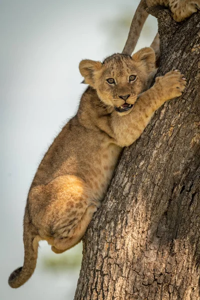 Leeuwenwelp kijkt uit vanuit boomstam — Stockfoto