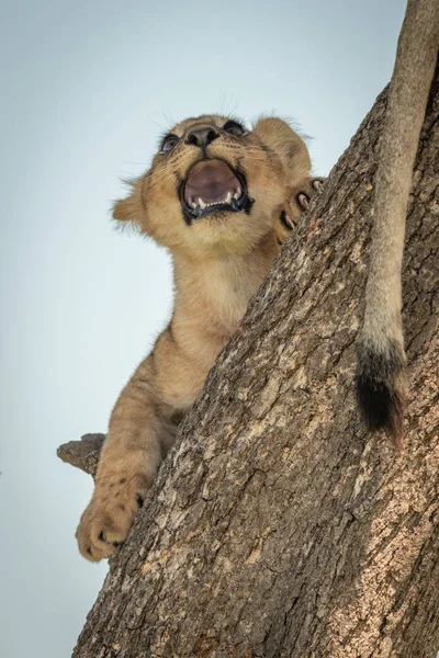 Lion cub on trunk snarls at another — 스톡 사진