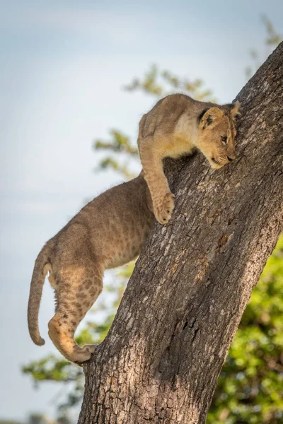 León cachorro en árbol tronco al lado de otro — Foto de Stock