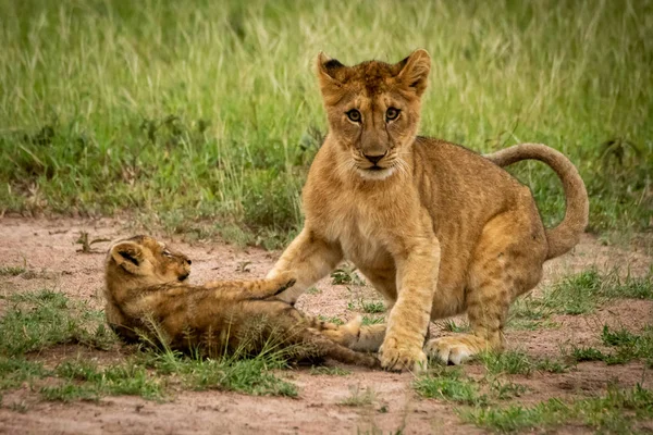 Filhote de leão brincando com outra câmera relógios — Fotografia de Stock