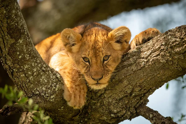 O filhote de leão olha para baixo do ramo coberto de líquen — Fotografia de Stock