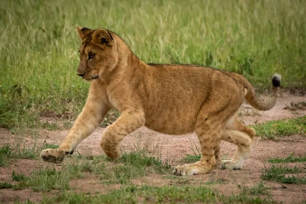 Lion cub runs lifting forepaws on grass