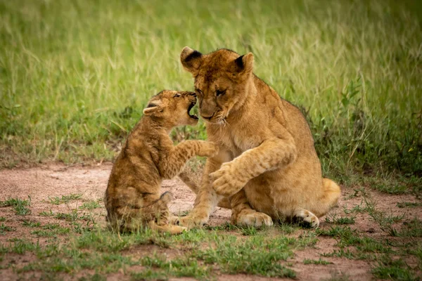 Filhote de leão senta-se baring dentes em outro — Fotografia de Stock