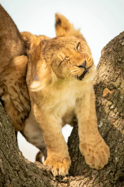 Lion cub shakes its head in tree — Stock Photo, Image