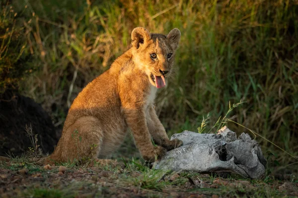 Filhote de leão senta-se por crânio mostrando língua — Fotografia de Stock