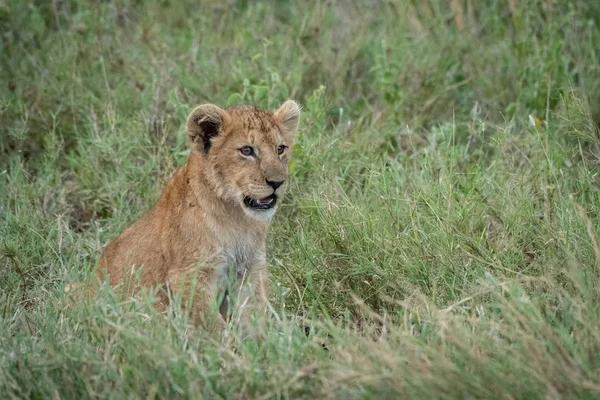 Filhote de leão senta-se na grama de frente para a direita — Fotografia de Stock